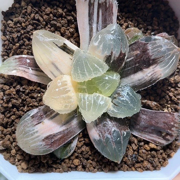 多肉植物  糯玉露锦