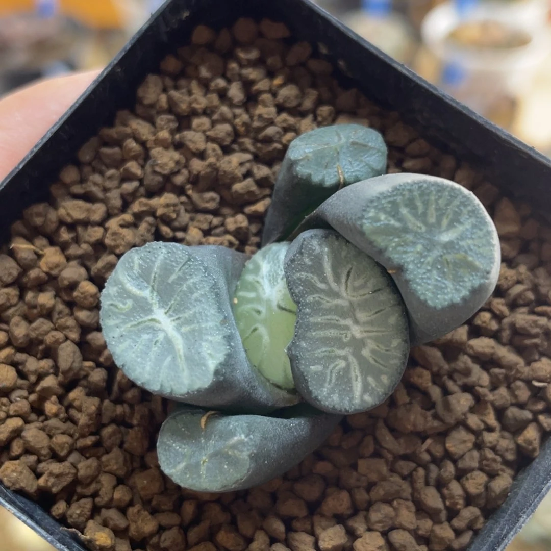 多肉植物   无限
