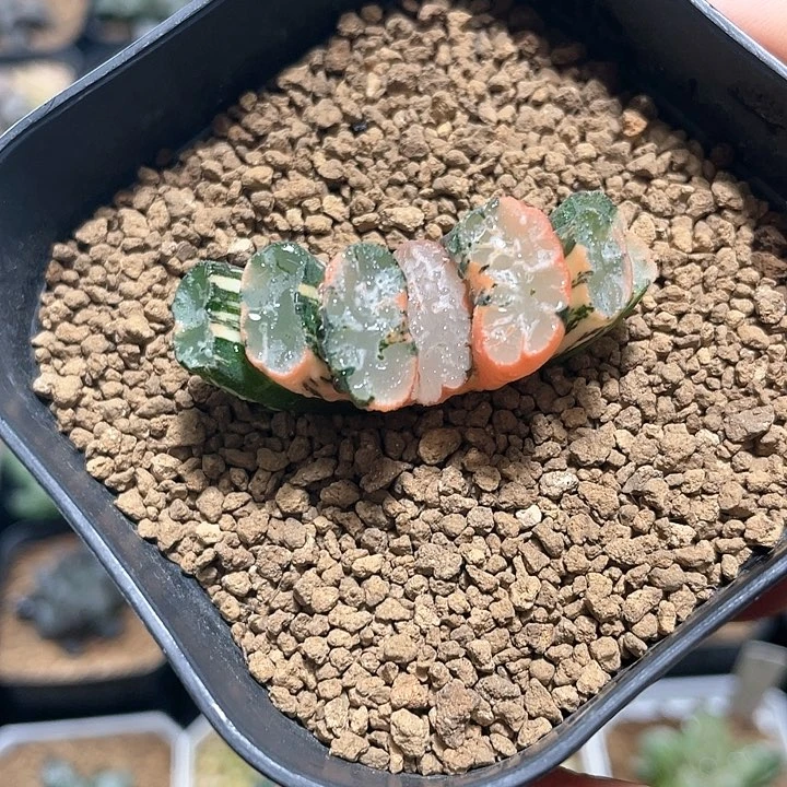 多肉植物  北斋玉扇锦