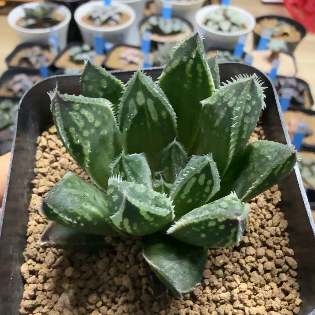 多肉植物     John