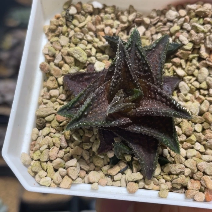 多肉植物  鬼瓦硬叶