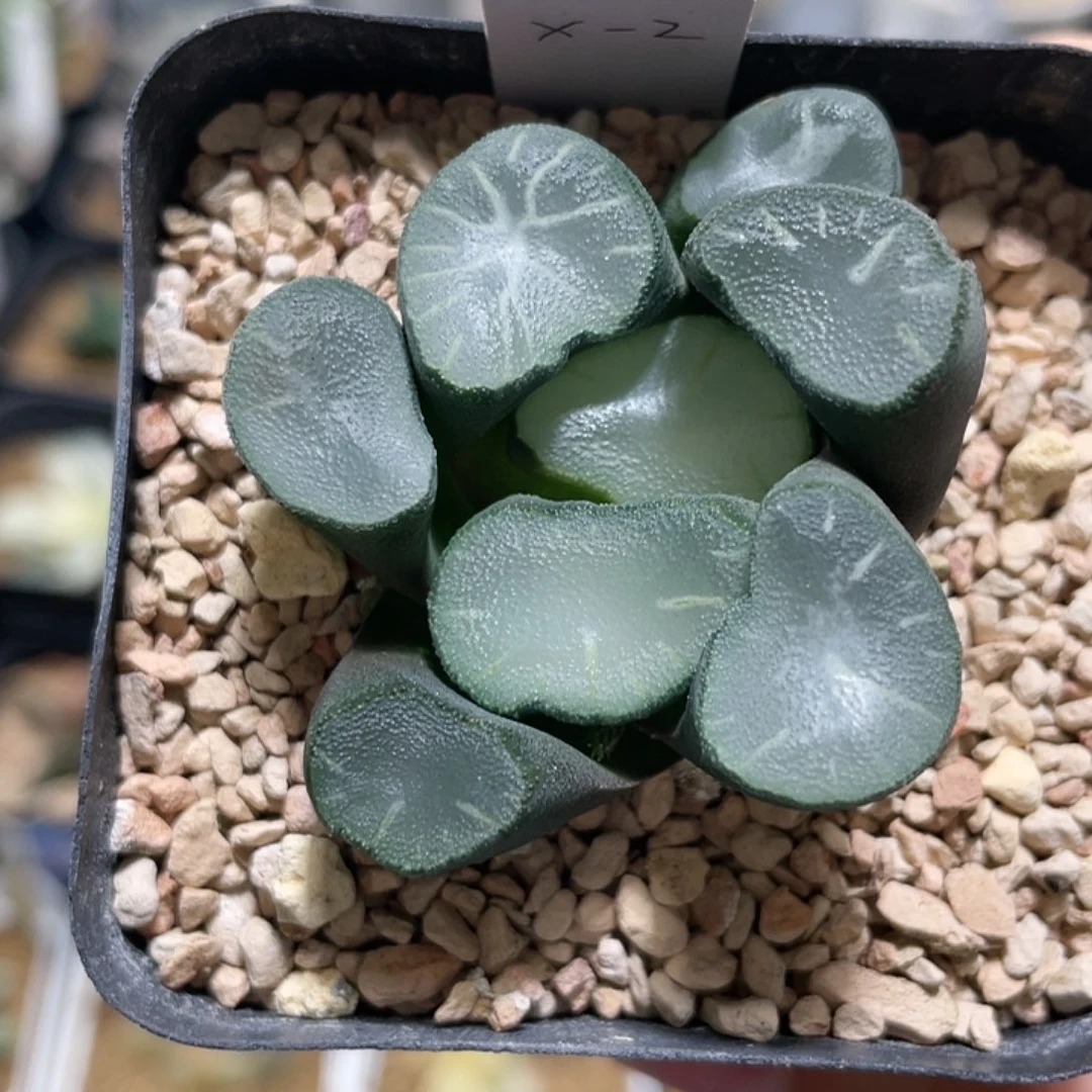 多肉植物 实生万象 侧芽苗