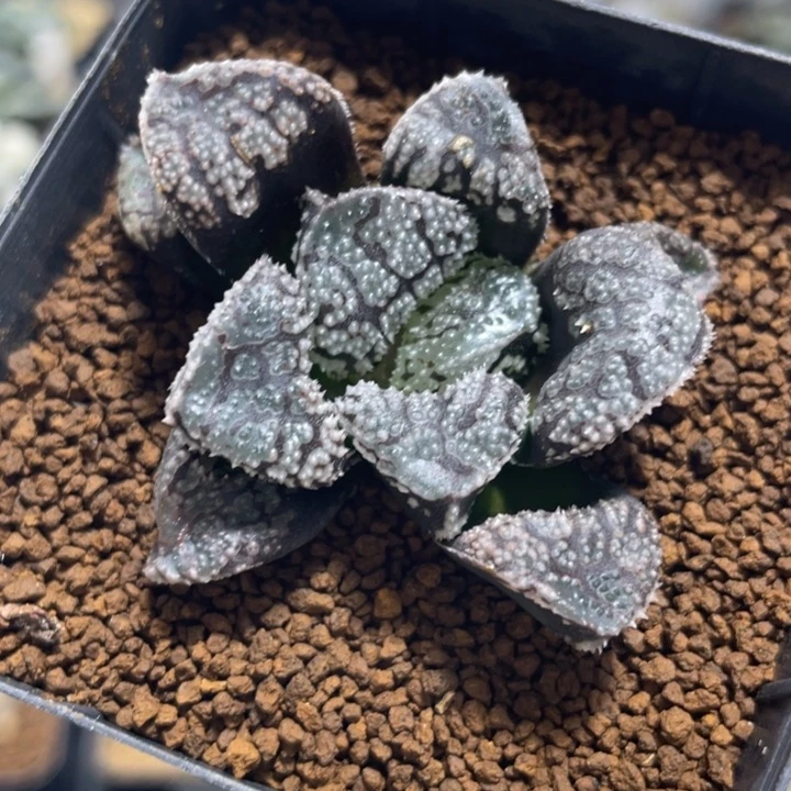 多肉植物   摩多