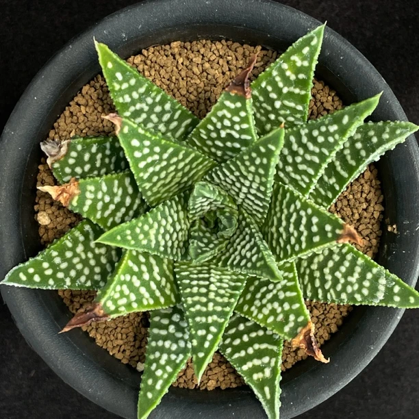 粉丝福利专拍链接【十二卷多肉植物】(慎拍)