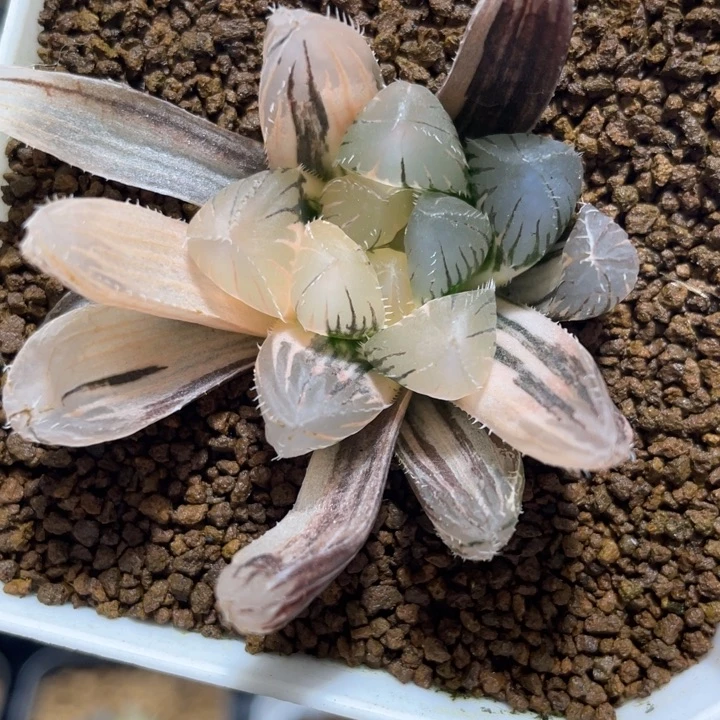 多肉植物 赤线玉露锦