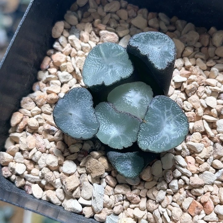多肉植物  耀 万象