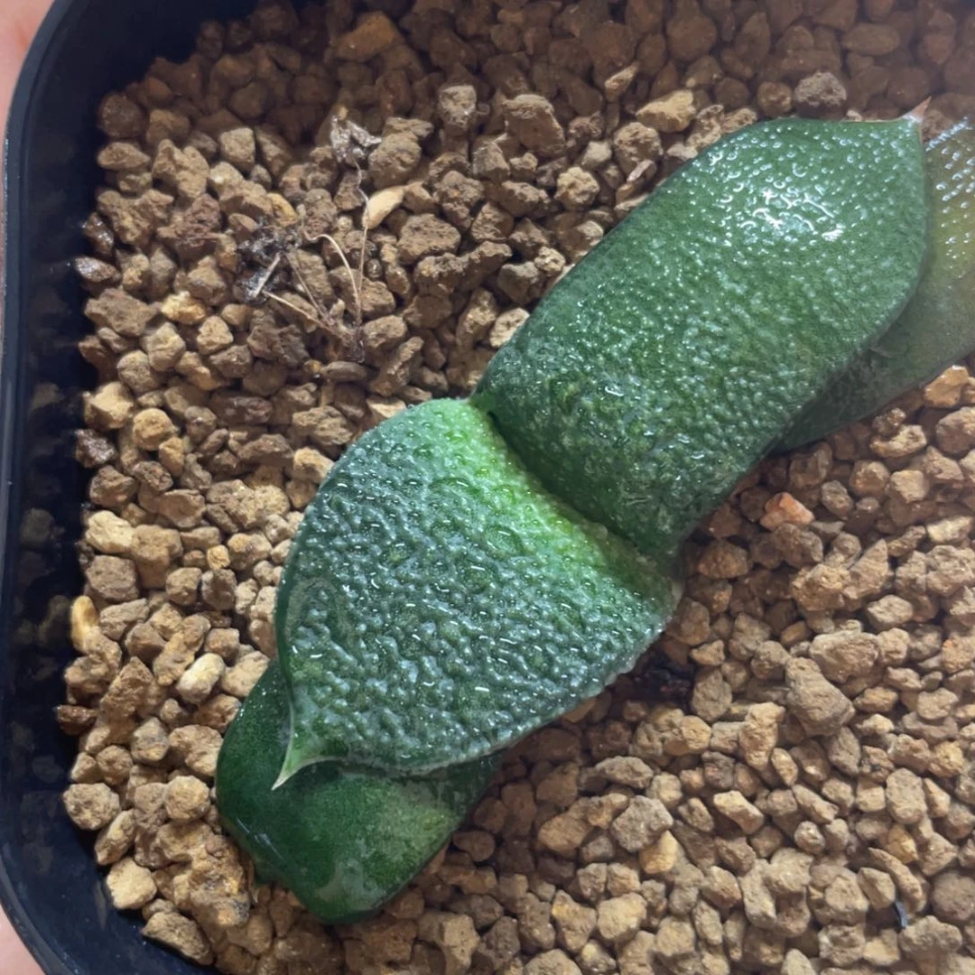 多肉植物 卧牛