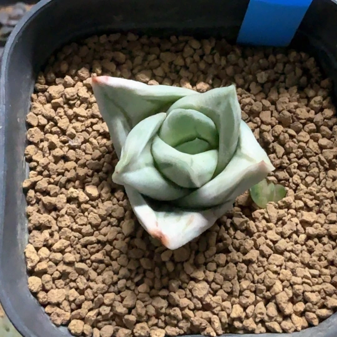 多肉植物   绿冰