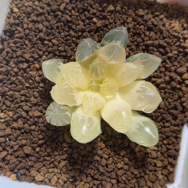 多肉植物  玉露锦