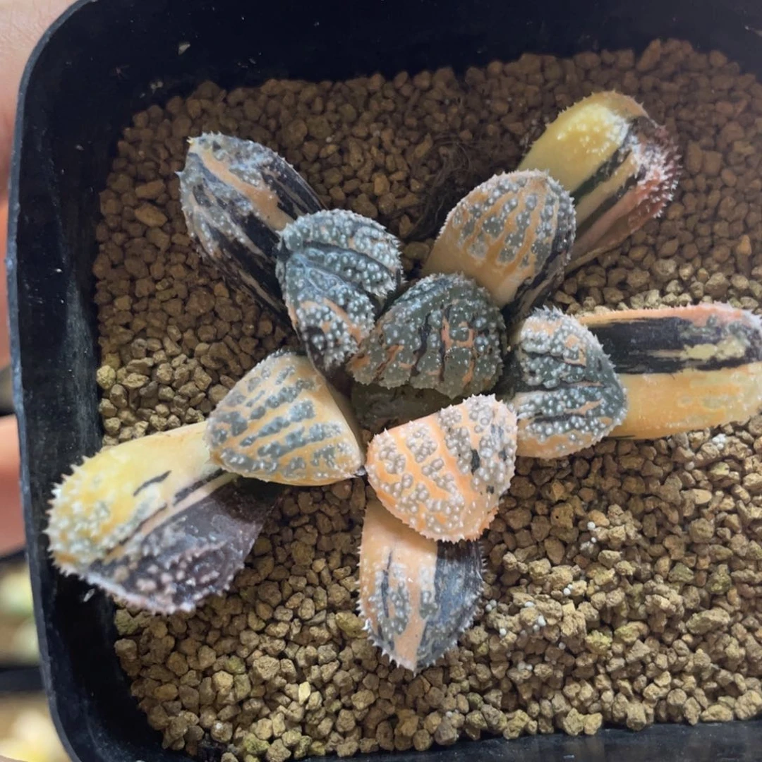 多肉植物 摩多锦