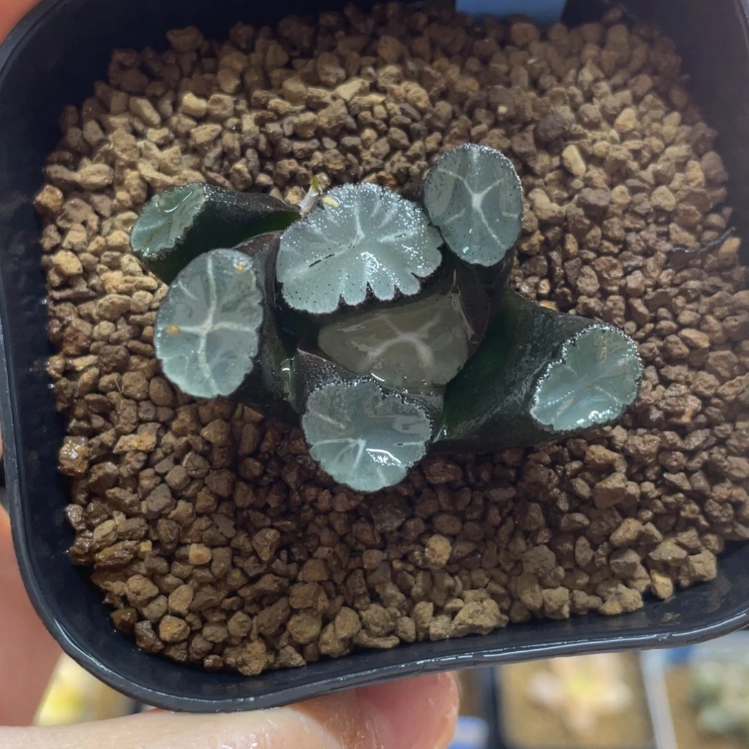 多肉植物 紫皇帝