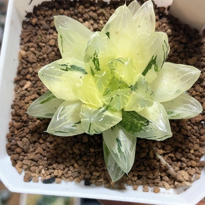 多肉植物  玉露锦 福利价