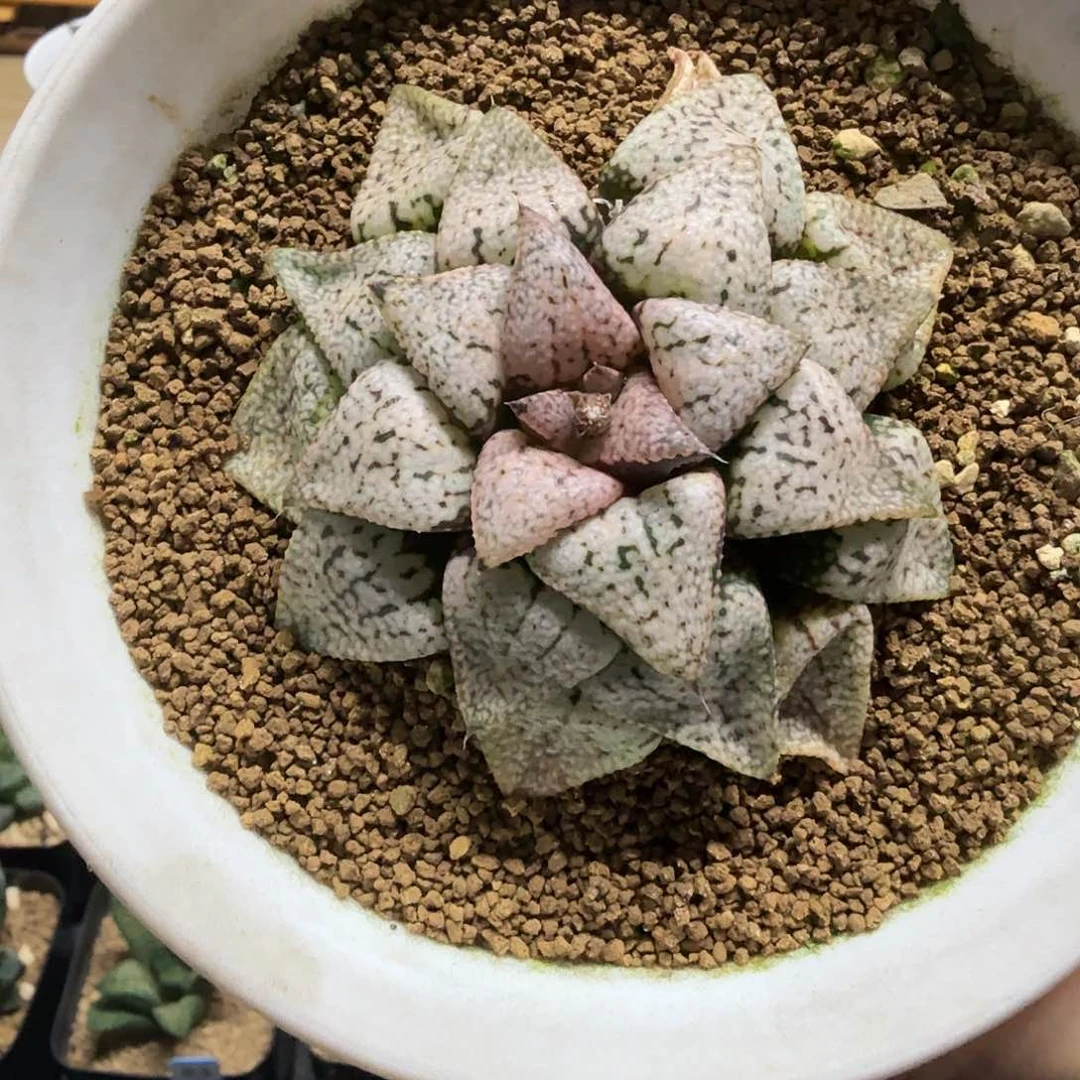 多肉植物  小泽氏白银