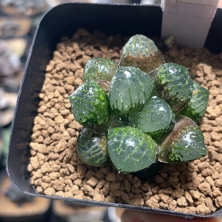 多肉植物  康平交配种  实生苗