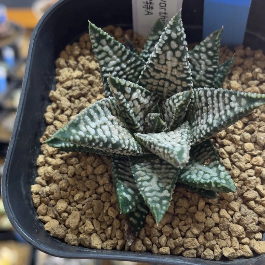 多肉植物 雪特A型