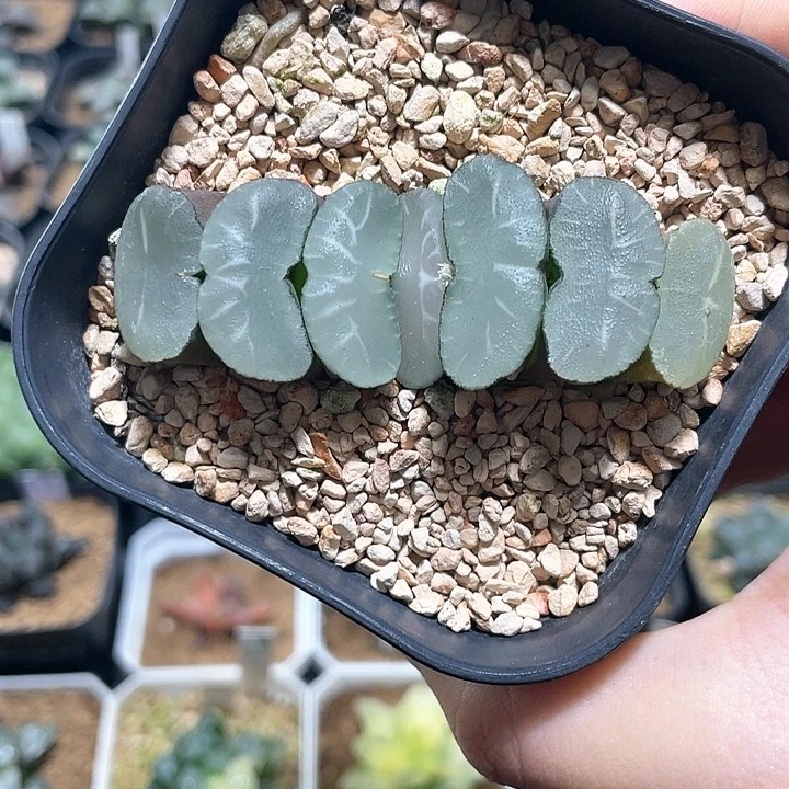 多肉植物  白鲸玉扇