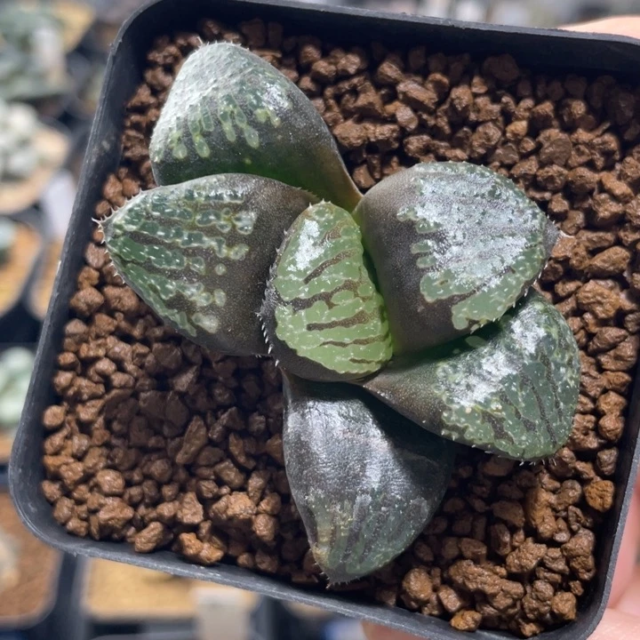 多肉植物   墨染