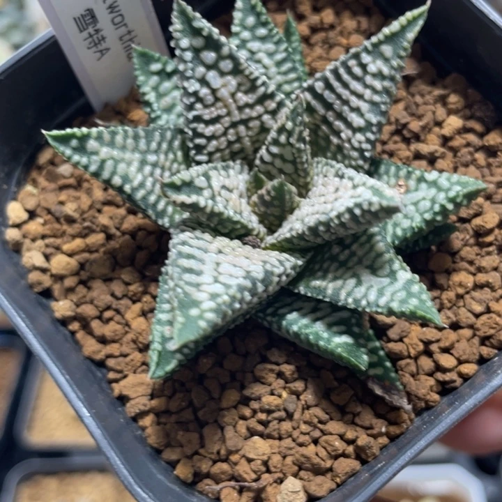 多肉植物 雪特A型