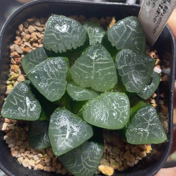 多肉植物 克交配种实生