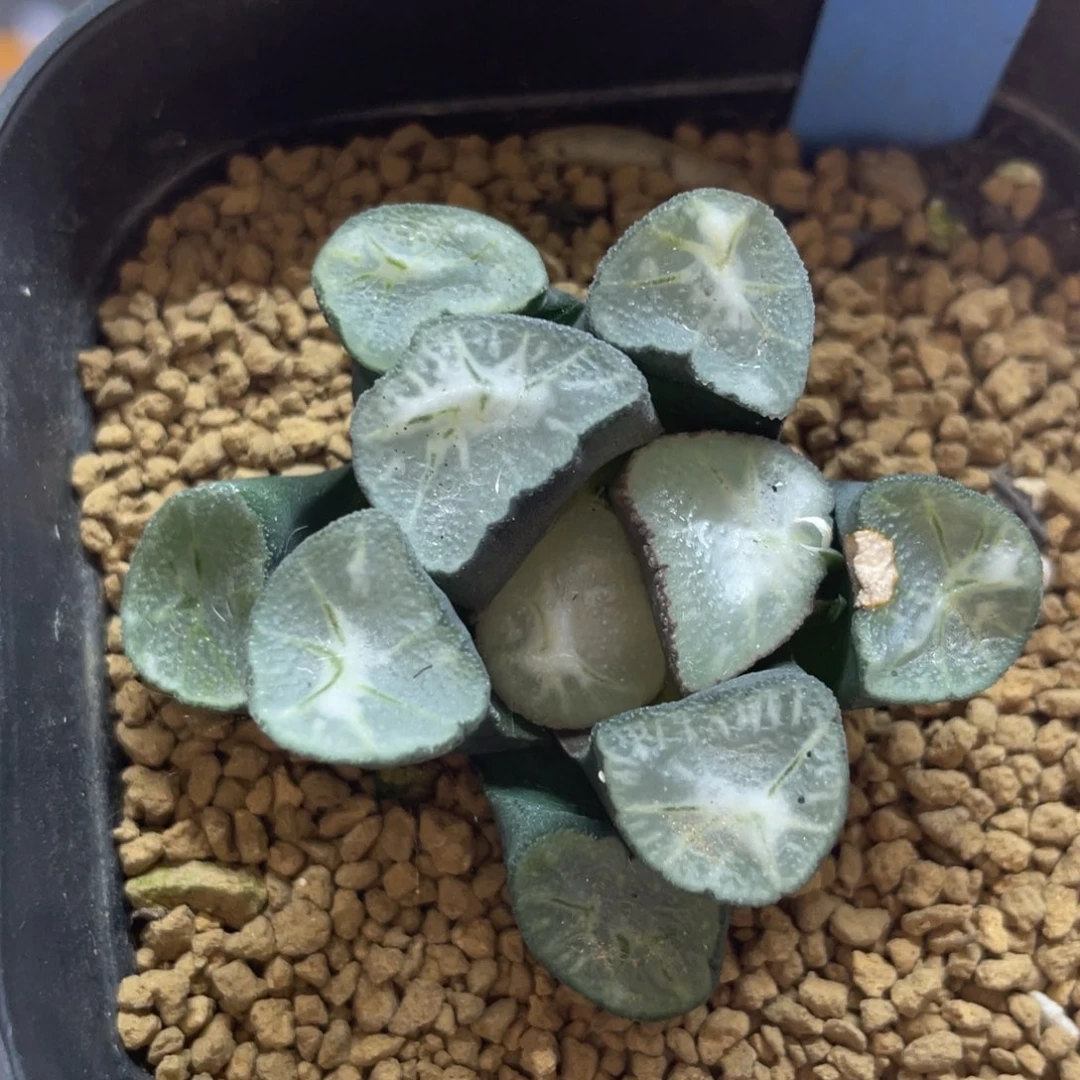 多肉植物 花蝶
