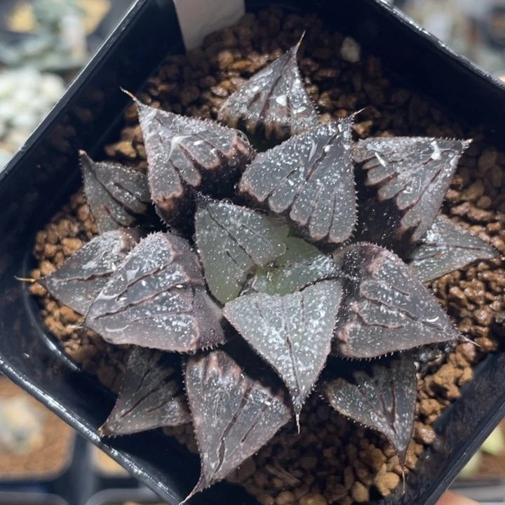 多肉植物 紫穴中