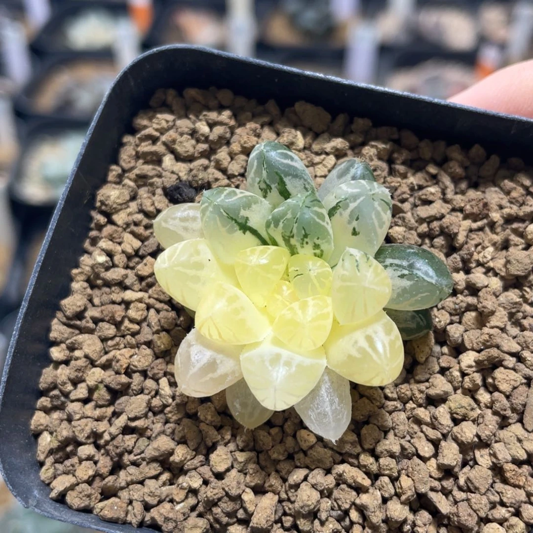 多肉植物 玉露锦