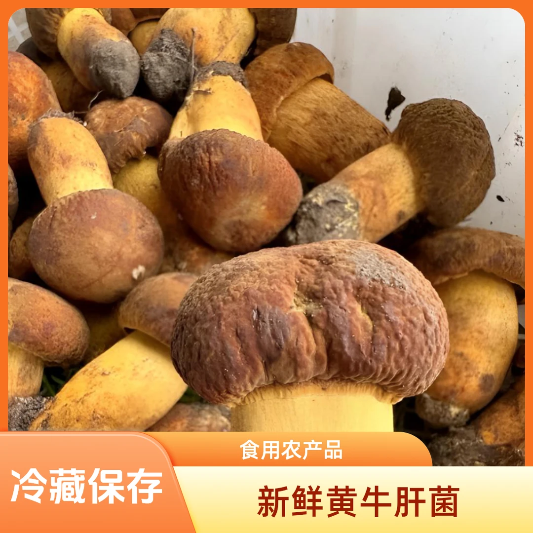 新鲜下山货黄牛肝菌，黄赖头