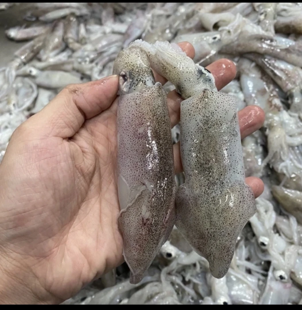 潮汕神泉码头 拖网鱿鱼 一盒8两 发5包