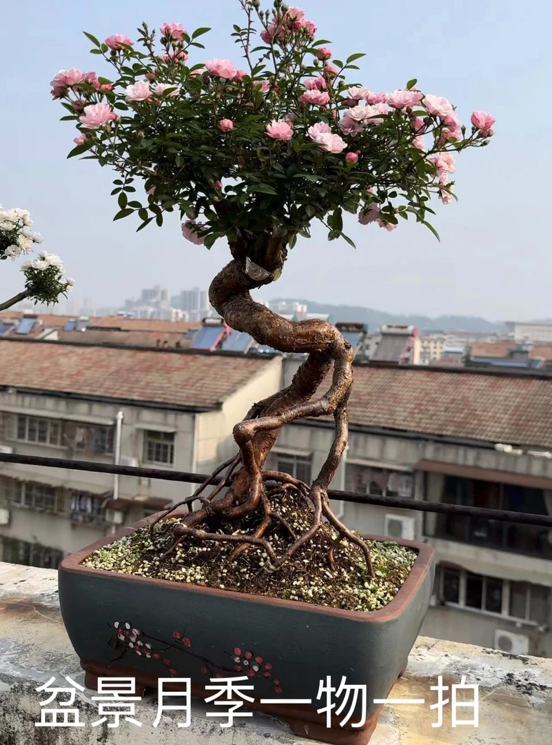 月季提根盆景，微型月季提根盆景