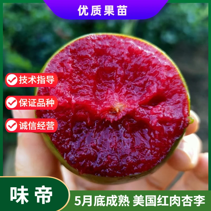 新品种嫁接李子树苗味帝特大早熟红肉脆甜脱骨李子苗南方北方种植