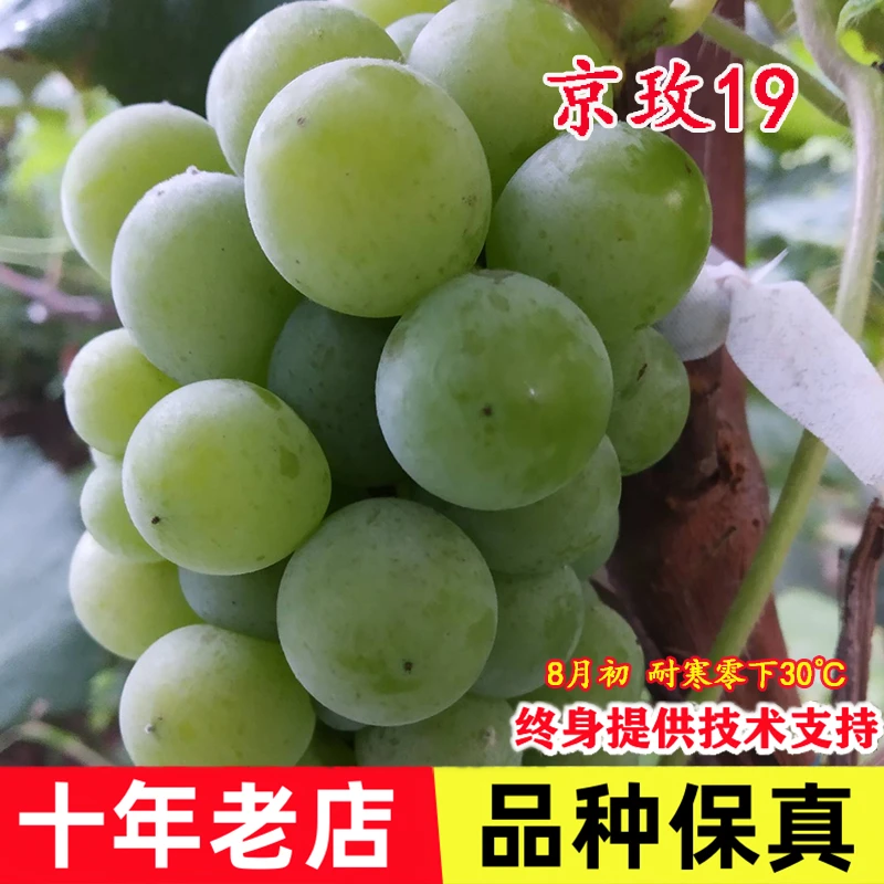 京玫19葡萄树苖嫁接葡萄苗庭院南方北方种植果树盆栽地栽当年结果