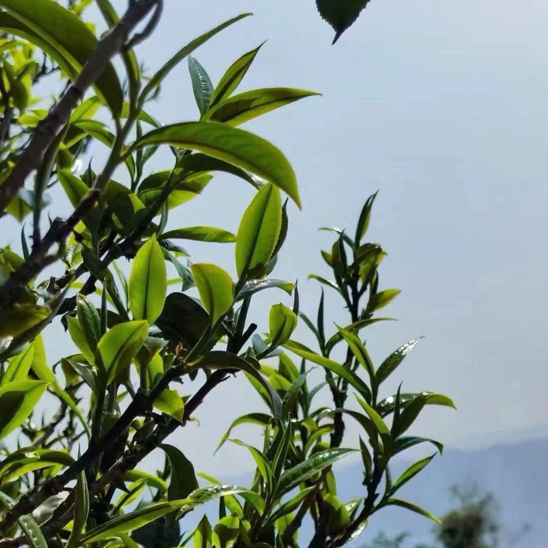 言秋纯手工炒制普洱生茶百年古树秋茶