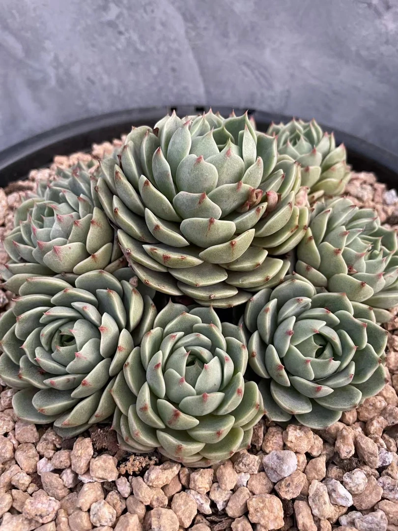 小强优选 精品多肉植物一物一拍