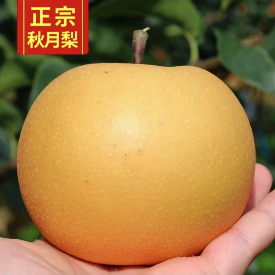 【达哥严选】正宗莱阳秋月梨 脆甜爆汁果肉细腻 2024新鲜季顺丰包邮