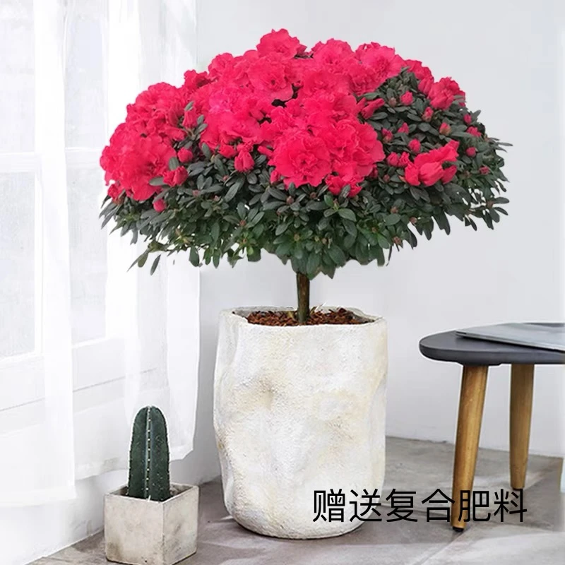 【红色杜鹃】比利时杜鹃花四季常青带苞发货包邮顺丰