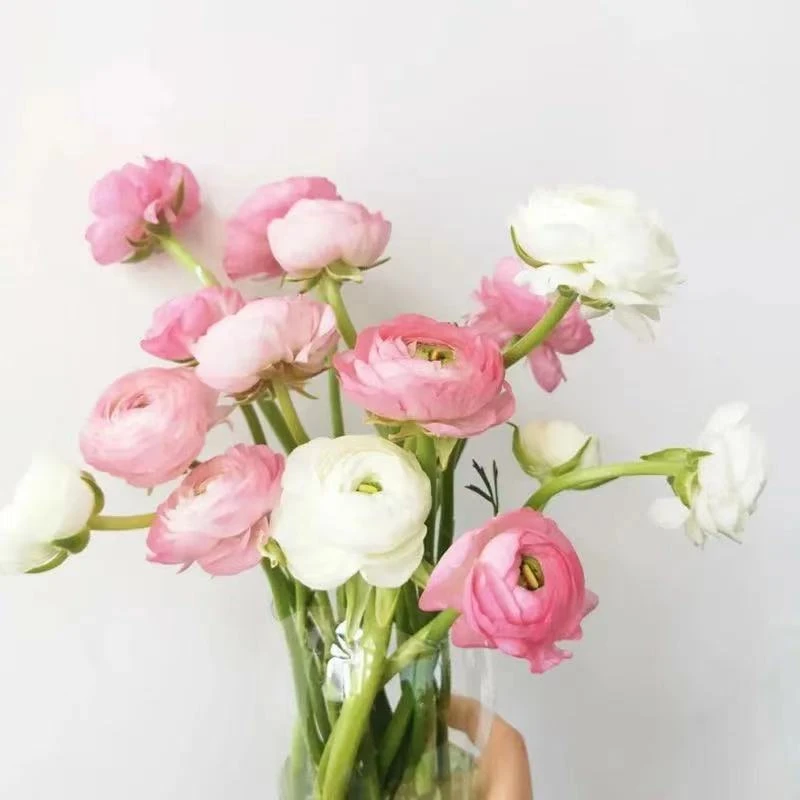 随机色基地洋牡丹1扎 ，点关注包邮