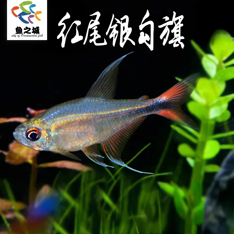 红尾银钩旗热带淡水鱼灯鱼群游鱼观赏鱼蓝国王灯宝莲灯米奇玛丽鱼