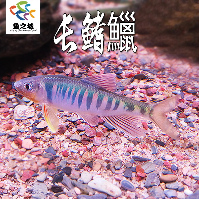 长鳍鱲网红群游鱼观赏鱼原生鱼溪流冷水鱼马口鱲宽鳍鬣异躐不加温