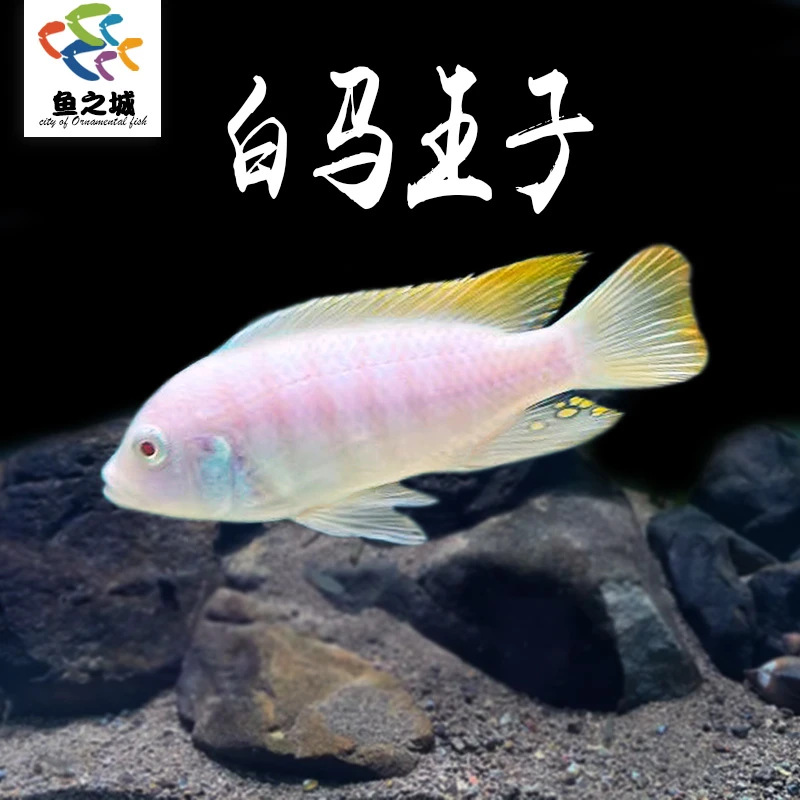 白马王子慈鲷鱼水族鱼缸观赏鱼热带鱼新手鱼蓝斑马闪电战神马鲷