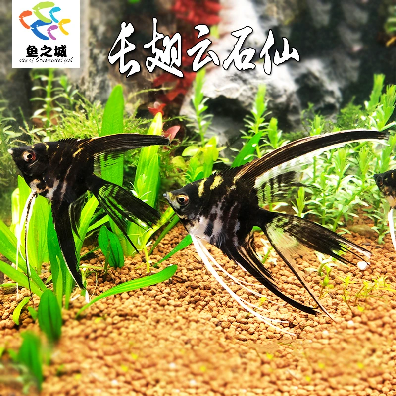 长翅云石仙神仙鱼水族鱼缸观赏鱼热带鱼淡水燕鱼红背埃及神仙鱼