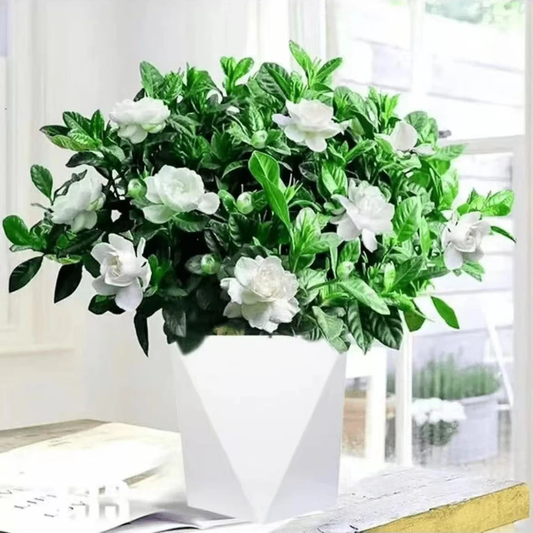 型】牡丹栀子花四季开花卉绿植室内桌面盆栽净化空气吸甲醛