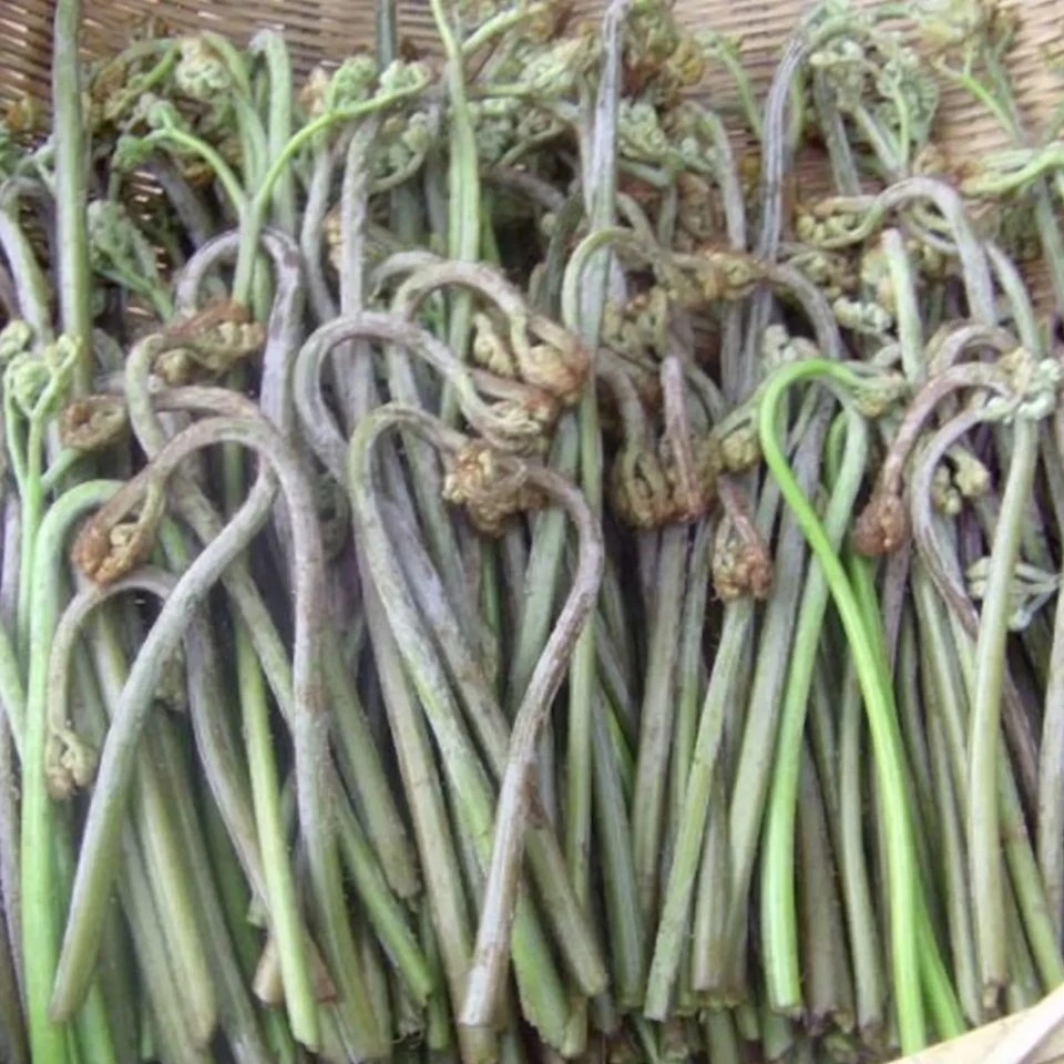 【现货】今年当季新鲜蕨菜现摘龙爪菜鸡爪凉拌下饭菜开胃猫爪