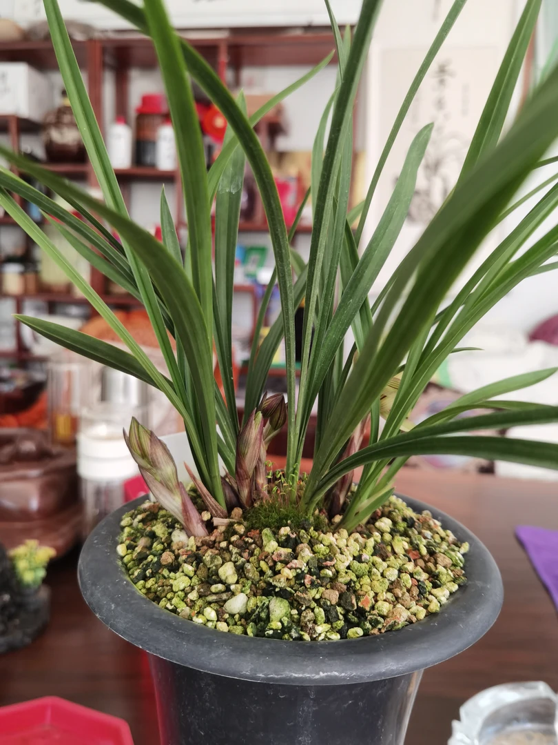 春兰荷瓣（一物一拍）付款专用