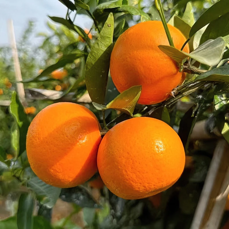 我家贝侬广西沃柑大果武鸣健康甜蜜新鲜嫩采摘精选佳品质香甜产品