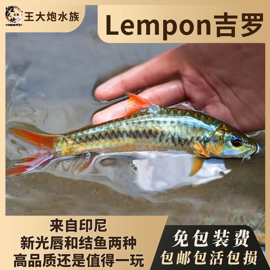 Lempon吉罗鱼进口吉罗鱼冷水原生吉罗鱼