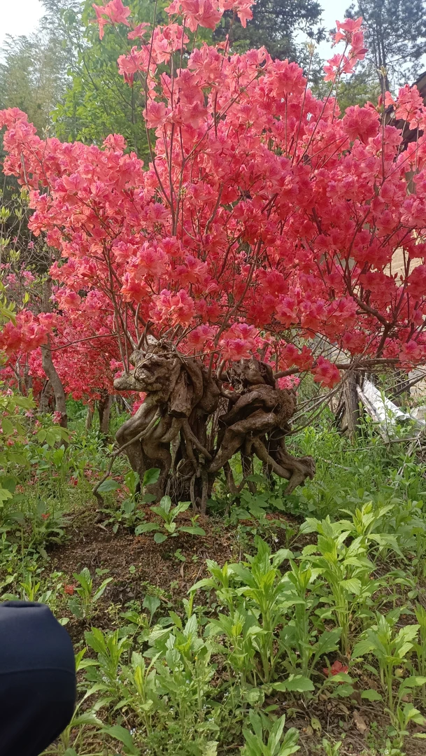 映山红苗木花卉园艺