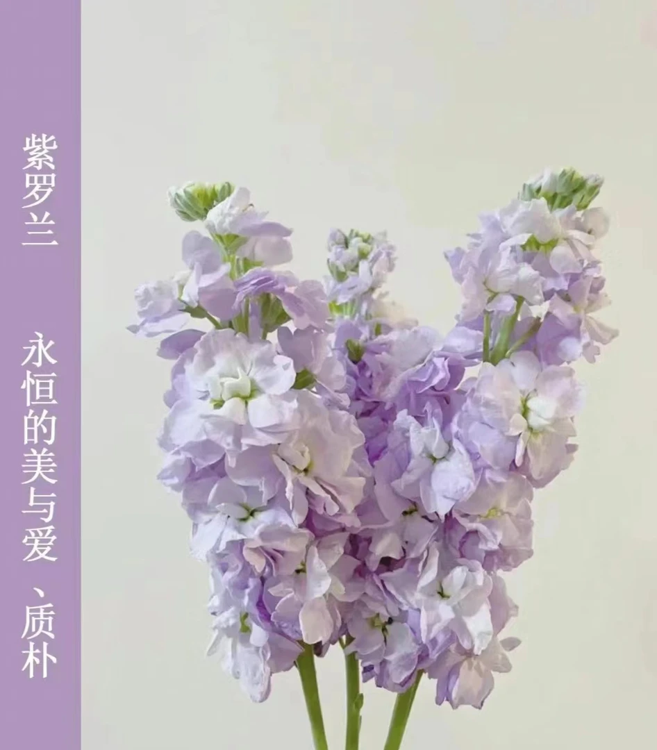 【紫罗兰】高级小众水培鲜切花云南发货