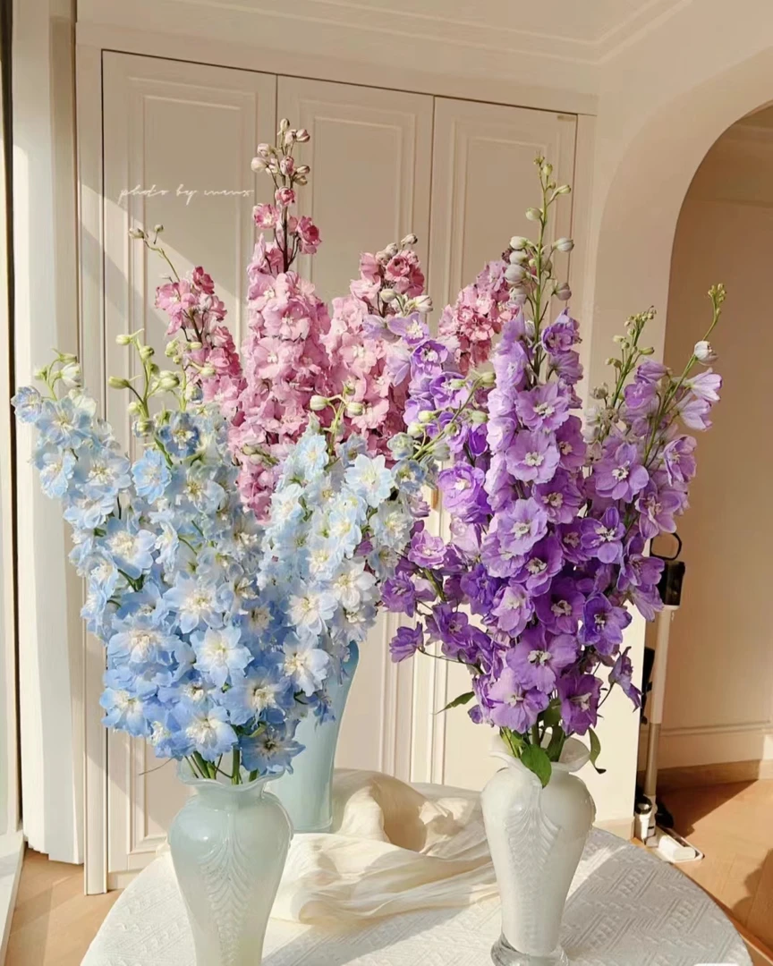 【大飞燕】高品质大飞燕鲜切花耐养活