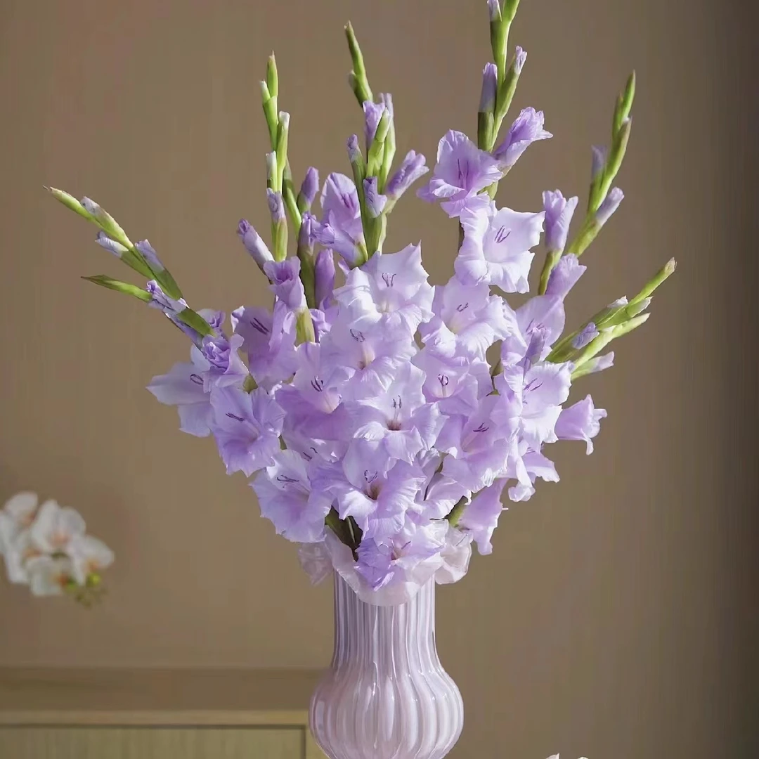 【剑兰】小众花材花期长