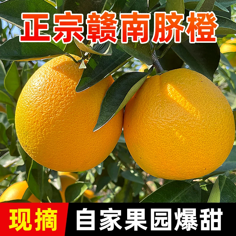 仙橙园赣南脐橙 新鲜水果江西赣州橙子当季水果甜橙带箱